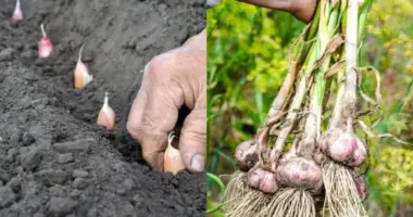 Grow garlic in your kitchen