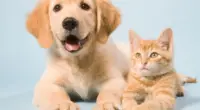 Maintaining Hygiene With Your Pet